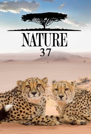 Сезон 37